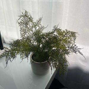 Threshold x Studio McGee Tabletop Faux Greenery